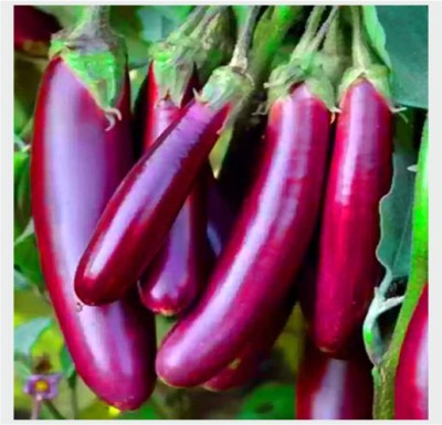 HY BRINJAL SHANU 105